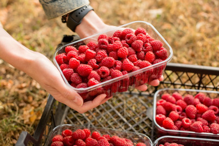 Fresh raspberries. Hands hold a juicy fresh raspberry. Season of fruit and jam cooking. Raspberry group. Summer and autumn berries harvest season. Delicious and healthy dessert.の写真素材