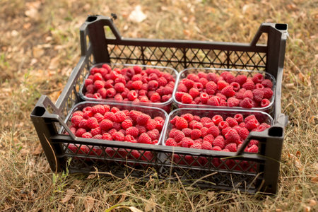 Fresh juicy raspberries harvest in plastic container box on the groung. Season of fruit and jam cooking. Raspberry group. Summer and autumn berries harvest season. Delicious and healthy dessert.の写真素材