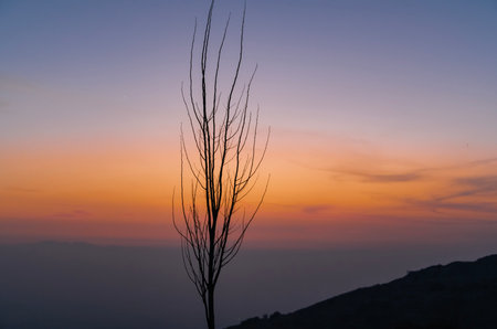 Silhouette of dry tree with sunset sky background in the morningの写真素材