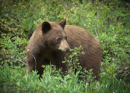 A black bear in a Canadian forest の写真素材