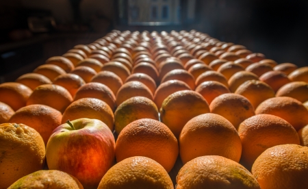 An apple among many orangesの写真素材