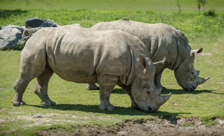 A couple of white Rhinoceros Grazing together  It is a beautiful sunny spring day の写真素材