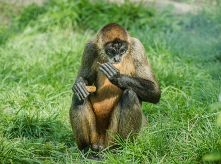 Black-handed spider monkey sitting down in  the green grassの写真素材