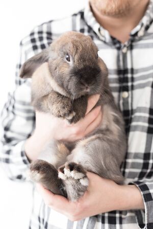 Casual man in a checkered shirt holding a cute bunny. Happy little rabbit with its new owner after adoptionの写真素材