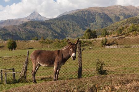 Donkey brown cute with long ears. Georgia wildlife photography landscape. Authentic valley Burro Tourist symbol in caucasus mountains.の写真素材