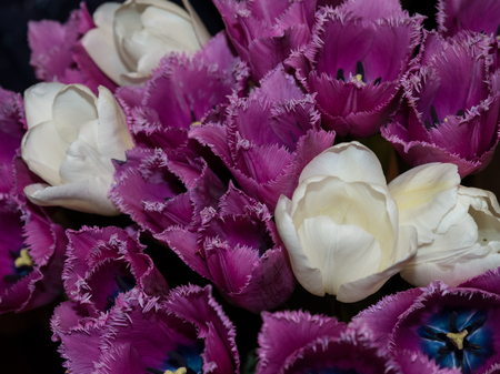 White and purple tulips. In the bouquet.の写真素材