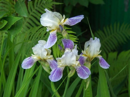 Bush of lilac white irises with green leaves into gardenの写真素材