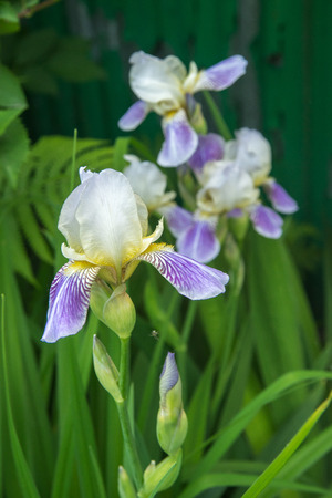Bush of lilac white irises with green leaves into gardenの写真素材