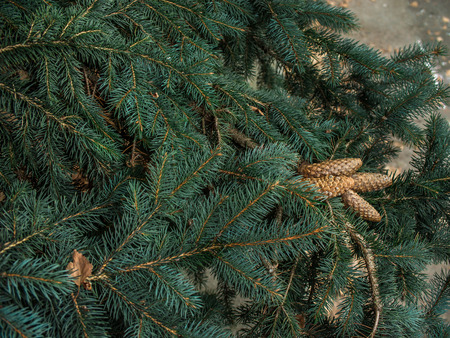 Four cones growing on green spruce branchesの写真素材