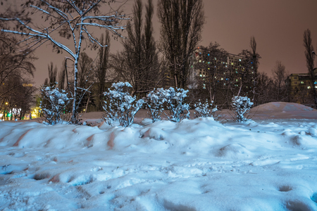 bushes and trees covered with snow, on a background of high-rise building at nightの写真素材