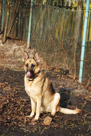German shepherd on groundの写真素材