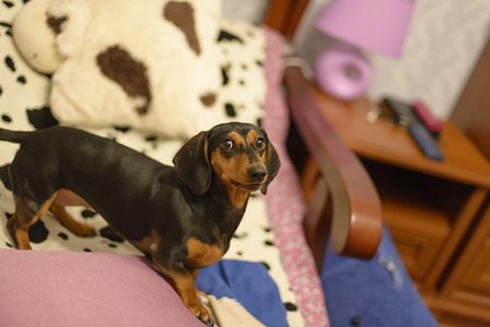 the dachshund on a bedの写真素材