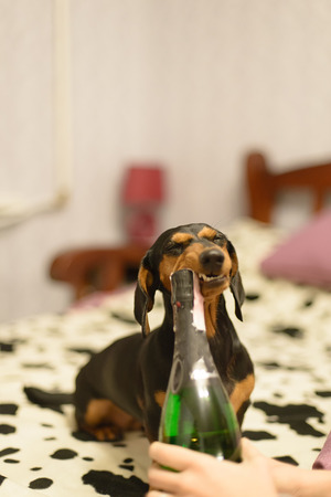 the dog with a champaignの写真素材