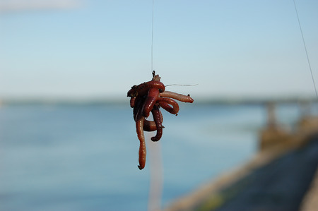 Bait of fresh worms on the hookの写真素材