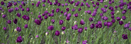 a growing inky and a purple tulipsの写真素材