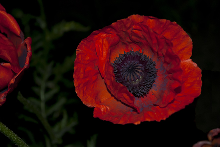 poppy and a green leaves at nightの写真素材
