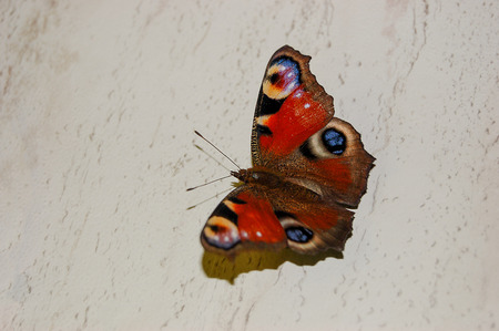 The beautiful butterfly and a peacock eyeの写真素材