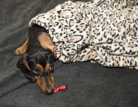 the cute and little dachshund dog bedの写真素材