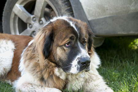 Moscow Watchdog on green grass close upの写真素材