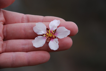 hand of woman with pink apple flowerの写真素材