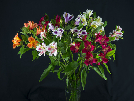 The colorful and alstroemeria on a blackの写真素材