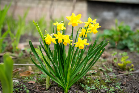 the little yellow daffodil and the flowerの写真素材