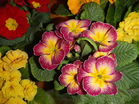The variety of Primrose with green leavesの写真素材