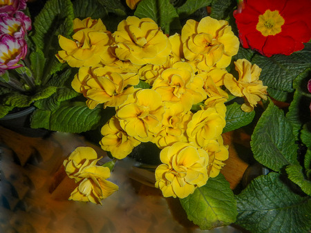 The variety of Primrose with green leavesの写真素材