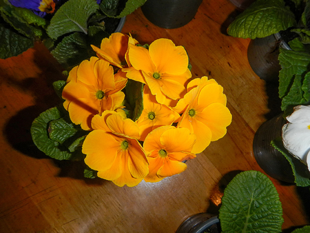 The variety of Primrose with green leavesの写真素材