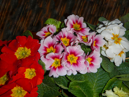 The variety of Primrose with green leavesの写真素材
