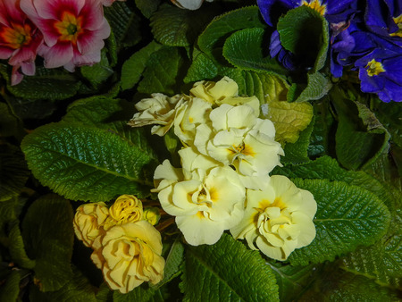 The variety of Primrose with green leavesの写真素材