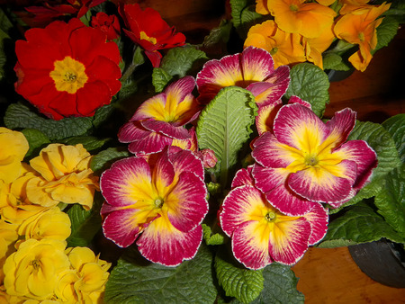 The variety of Primrose with green leavesの写真素材