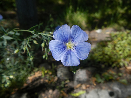 The blue flax flower and leaves close-up                               の写真素材