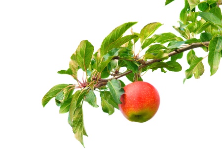 Apple on branchの写真素材