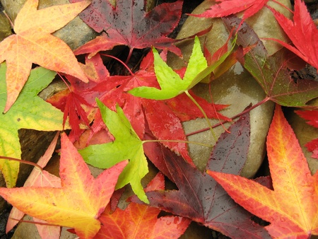 Autumn leaves on rocks