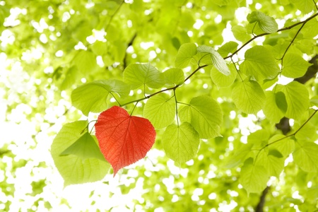 Leaf heartの写真素材