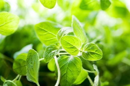 Leaves of a fresh green oregano plantの写真素材