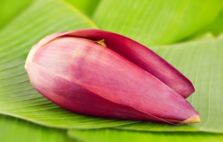Banana blossom on banana leavesの写真素材