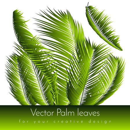 Palm Leaves Isolated. Realistic Branches Set. Vector Tropical Foliage. Floral Elements. Illustration of Jungle Plants. Tropic Palm Leaves for Pattern, Wallpaper, Print, Fabric, Textile or Your Design.のイラスト素材
