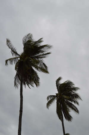 Coconuts
