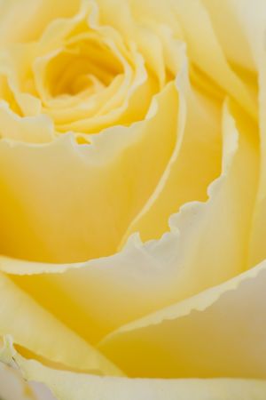 Yellow Rose Close-upの写真素材