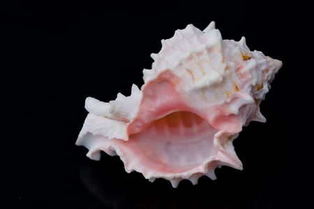 Pink Sea-Shell