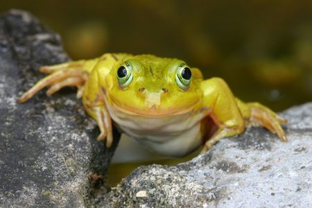Smiling Frog