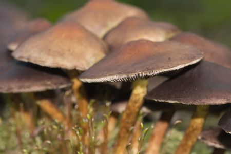 Closeup photo of mushrooms on the forest floor during the Fall
