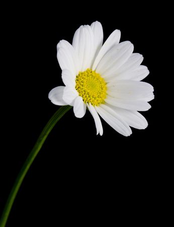 Isolated Daisyの写真素材