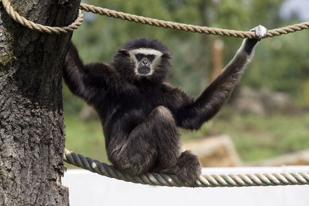 Gibbon sitting on a rope and looking at the camera