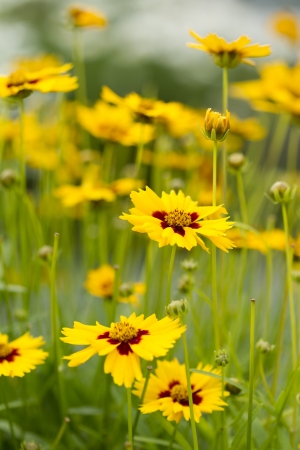 Lance-Leaved Tickseed Flowersの写真素材