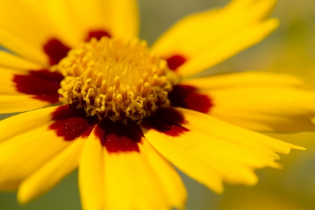Closeup of a Lance-Leaved Tickseed Flowerの写真素材