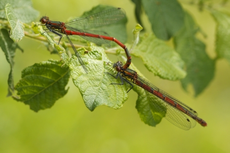 Mating Large Red Damselflies  Pyrrhosoma Nymphula  in their natural habitat の写真素材