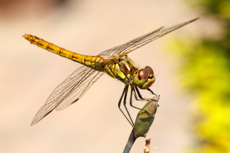 Closeup photo of a Vagrant Darter dragonfly  Sympetrum Vulgatum  resting on unidentified vegetation の写真素材